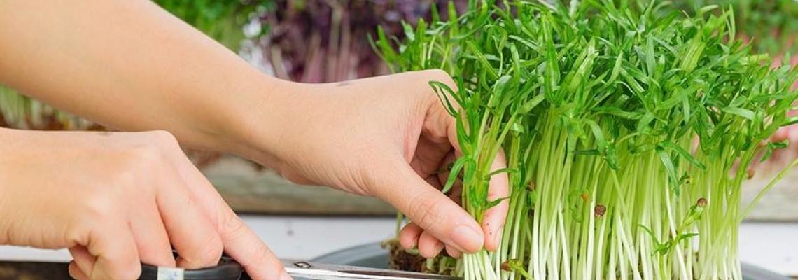 Có nên mua máy trồng rau mầm không?